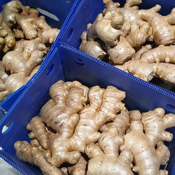 Fresh Ginger Market omfamnar kvalitetsuppgradering