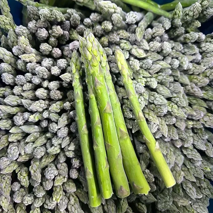 Utvald fryst grön sparris för konsekvent matservice och ingrediensförsörjning
