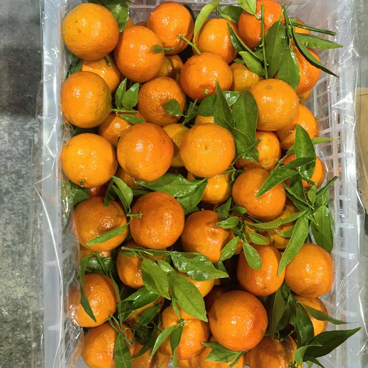 Färsk Mashui Mandarin