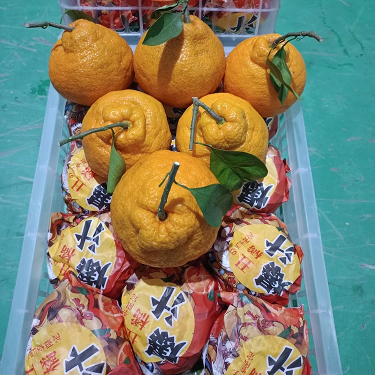Färsk Shiranui Mandarin