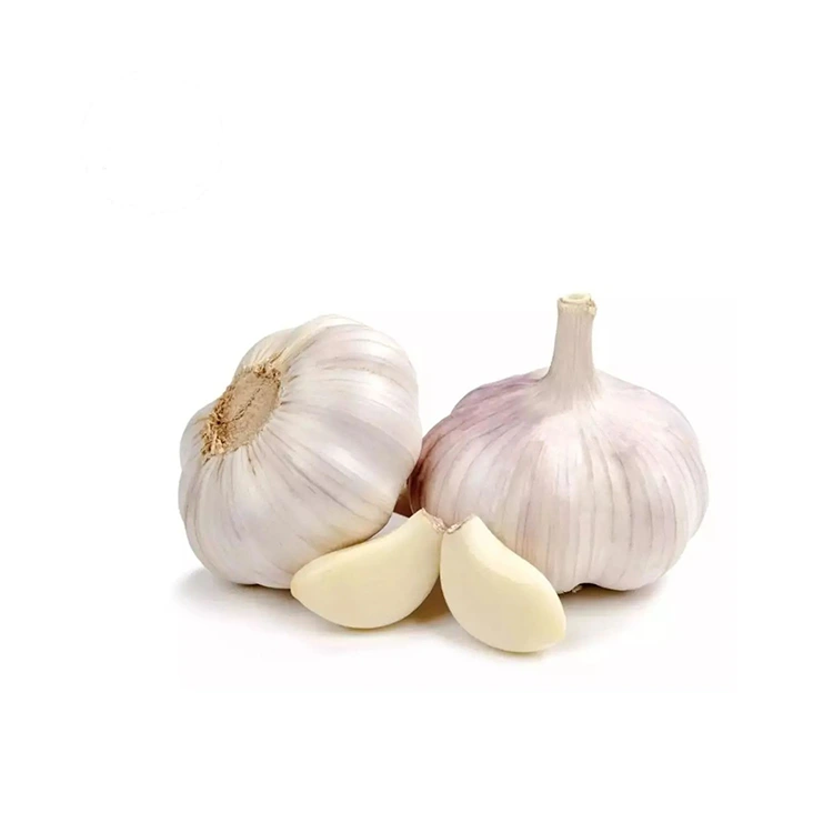 Premium fast och fyllig normal vit vitlök