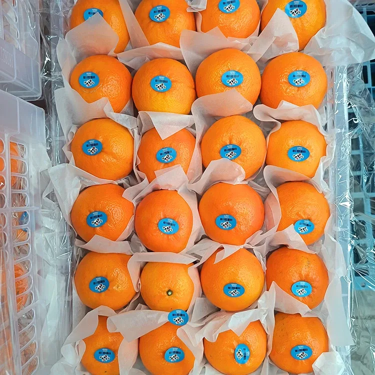 Premium färska söta woganmandariner