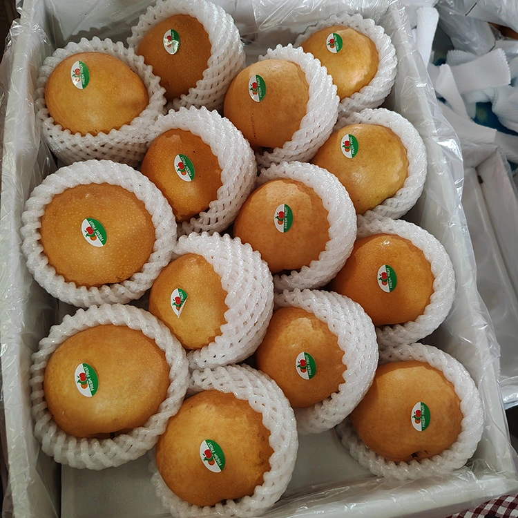Premium Shingopäron